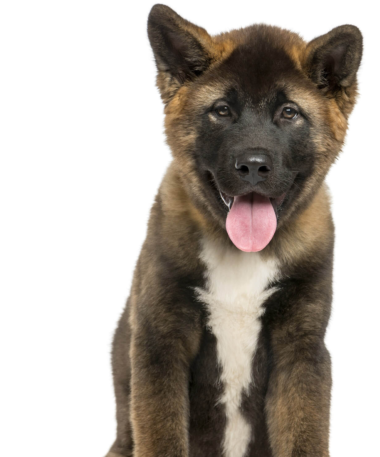 akita puppy_D’Tails Pet Service _ homepage image